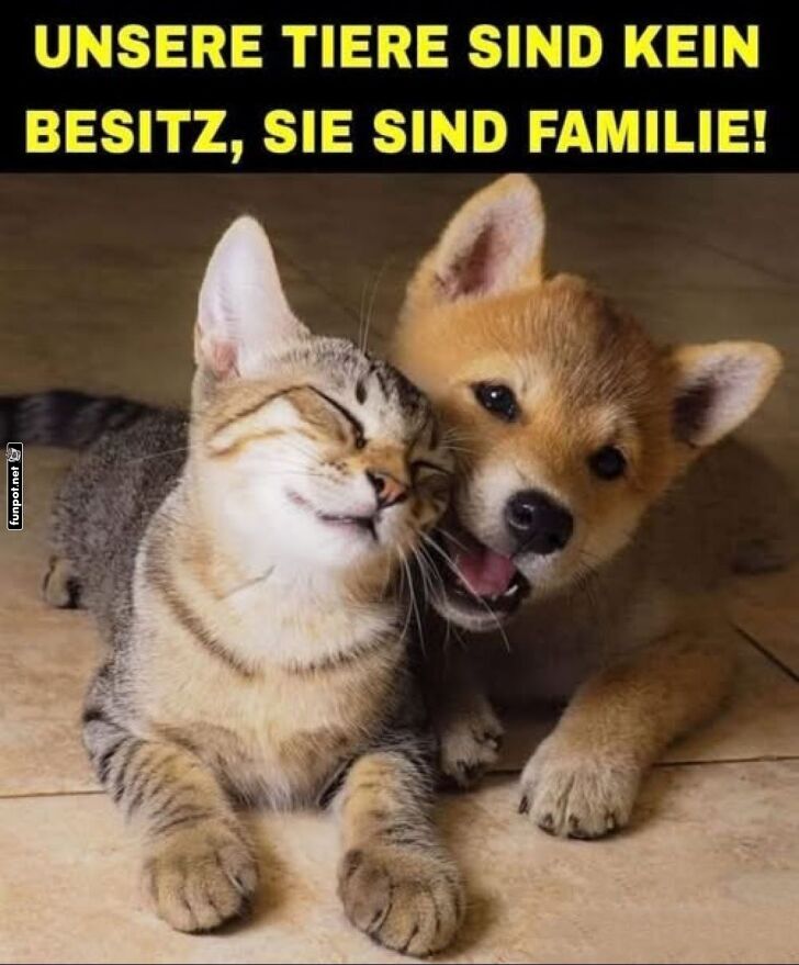 Tierische Liebe: Katze und Hund vereint! Tierische Liebe: Katze und Hund vereint!
