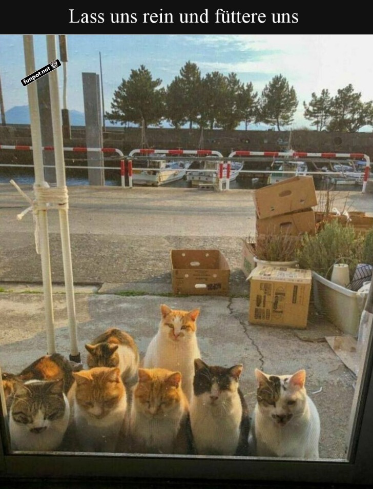 Katzendemo: Zugang für alle! Katzendemo: Zugang für alle!