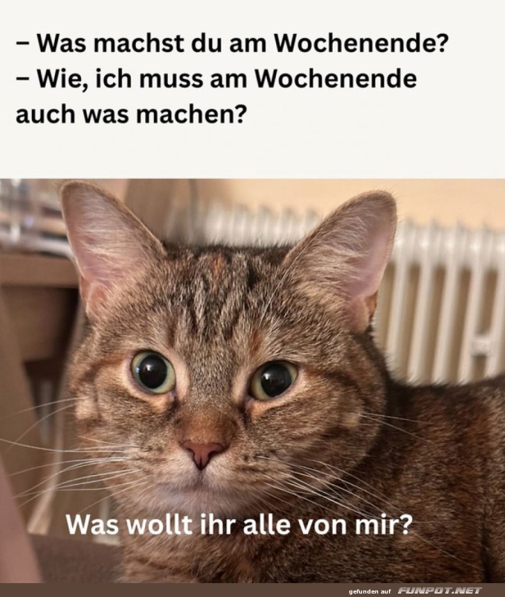 Katzenphilosophie: Wochenende im Chill-Modus Katzenphilosophie: Wochenende im Chill-Modus
