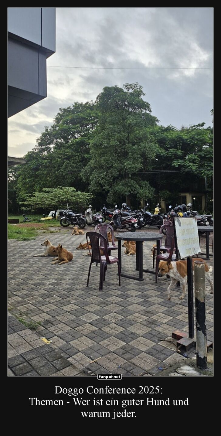 Hundemeeting im Freien: Streuner im Denkmoment Hundemeeting im Freien: Streuner im Denkmoment