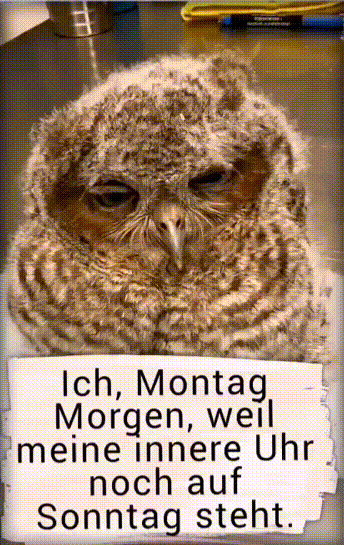 Ich Montagmorgen Ich Montagmorgen