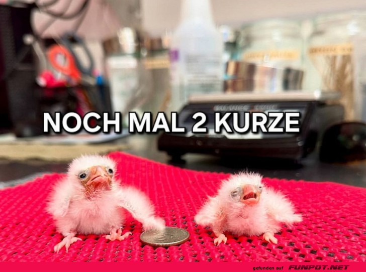 Kleine Küken, große Pläne! Kleine Küken, große Pläne!
