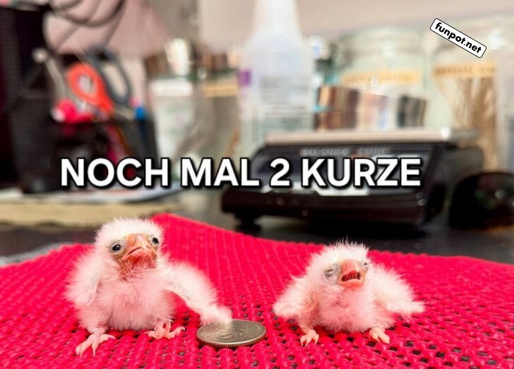 Kleine Kken, groe Plne!