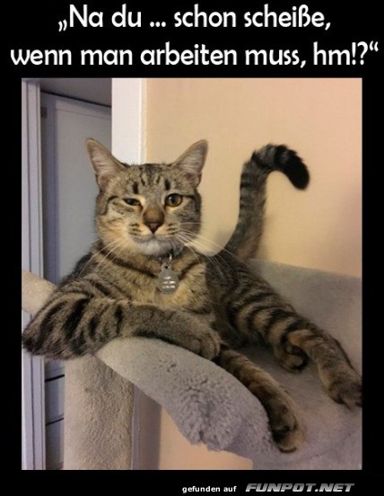 Chefkatze am Arbeitsplatz! Chefkatze am Arbeitsplatz!