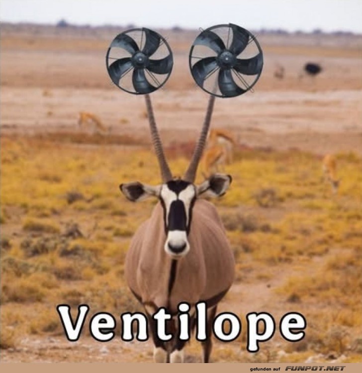 Wenn die Antilope zum Ventilator wird Wenn die Antilope zum Ventilator wird