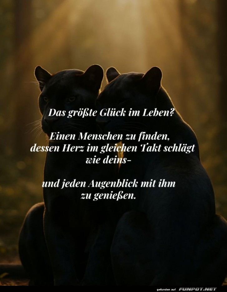 Katzengeflüster: Die Kunst der Synchron-Herzen Katzengeflüster: Die Kunst der Synchron-Herzen