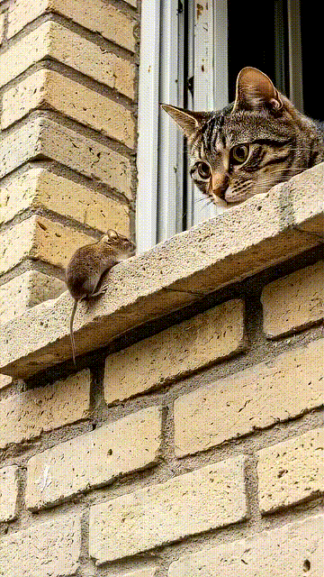 Maus und Katze Maus und Katze