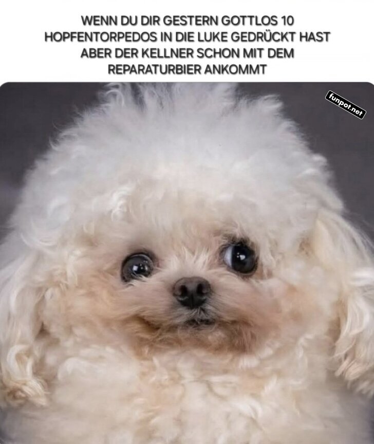 Wenn der Kater auf Reparaturbier wartet Wenn der Kater auf Reparaturbier wartet