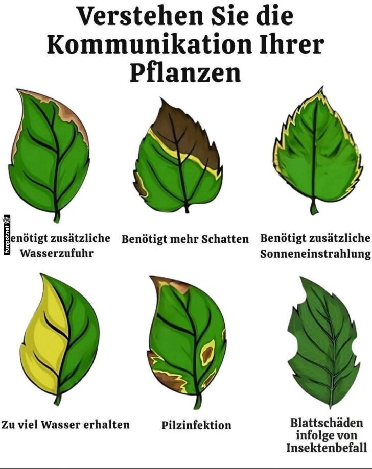 Blätter-Gespräche: Pflanzenversteher 101 Blätter-Gespräche: Pflanzenversteher 101