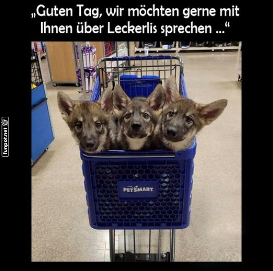 Verhandlung mit Welpen im Einkaufswagen Verhandlung mit Welpen im Einkaufswagen