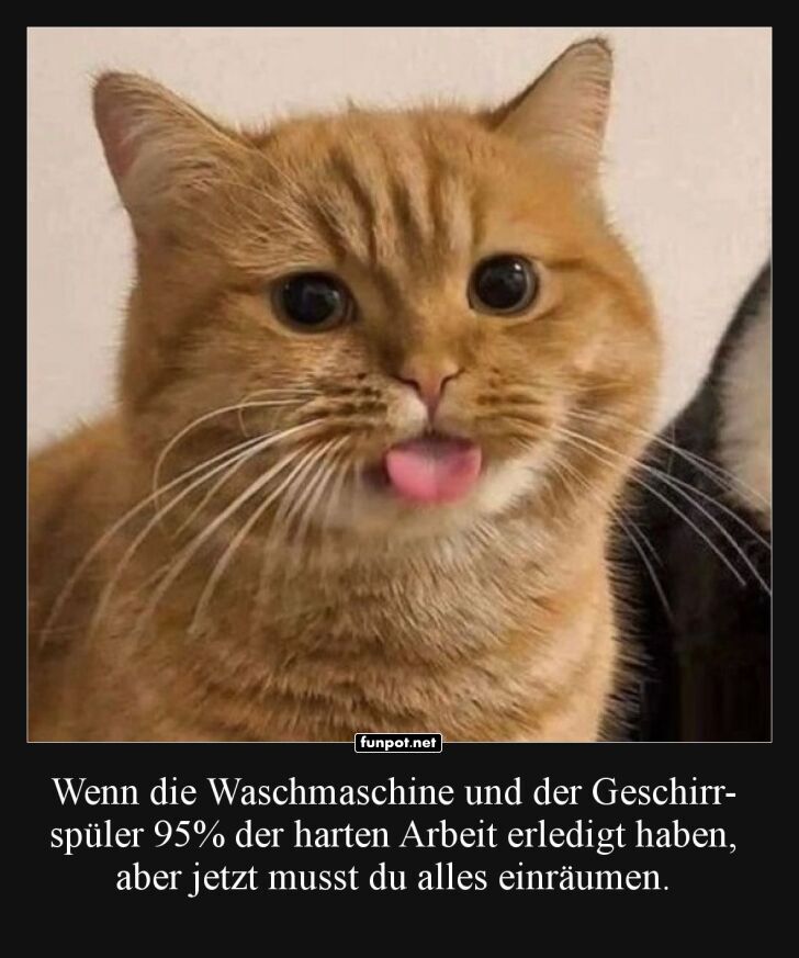 Katzenlogik: Hausarbeit ist nie ganz fertig! Katzenlogik: Hausarbeit ist nie ganz fertig!