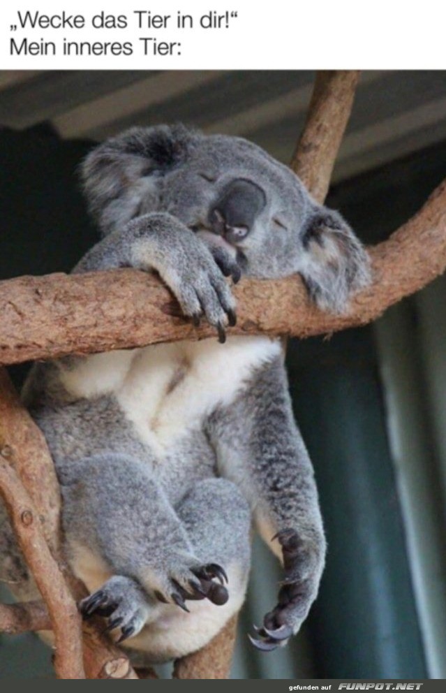 Wenn der innere Tiger ein Koala ist Wenn der innere Tiger ein Koala ist