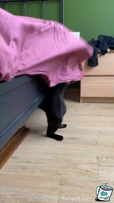 Verrckte Katze