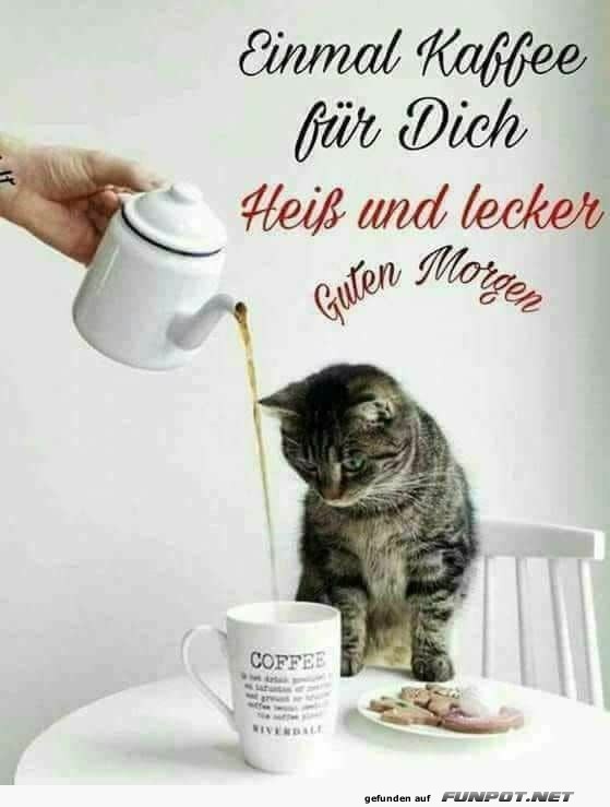 Kaffee für Kater, serviert mit Pfoten! Kaffee für Kater, serviert mit Pfoten!
