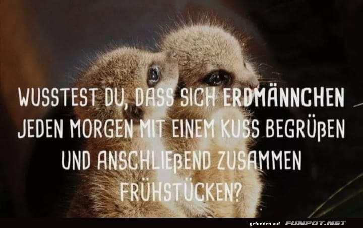 Erdmännchen: Die Frühstücks-Champions! Erdmännchen: Die Frühstücks-Champions!
