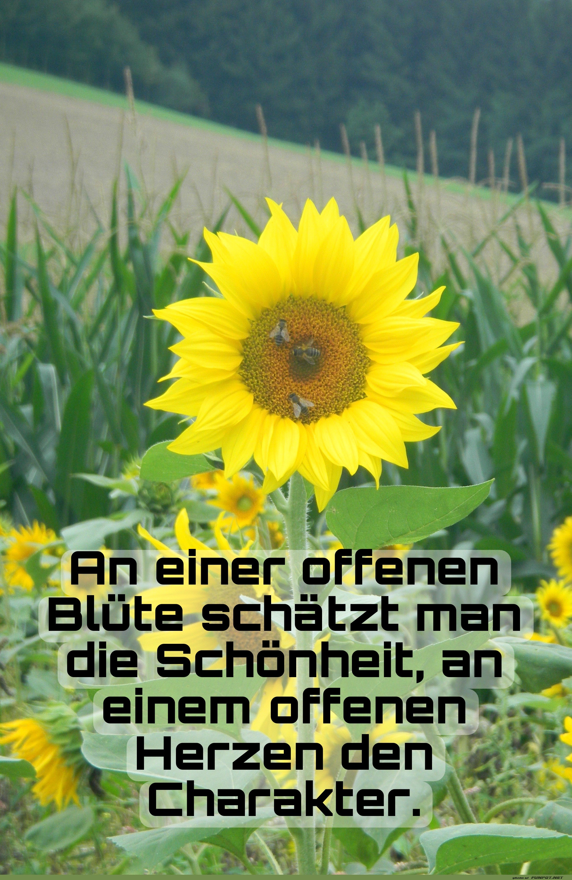 Blumige Weisheiten mit Humor Blumige Weisheiten mit Humor