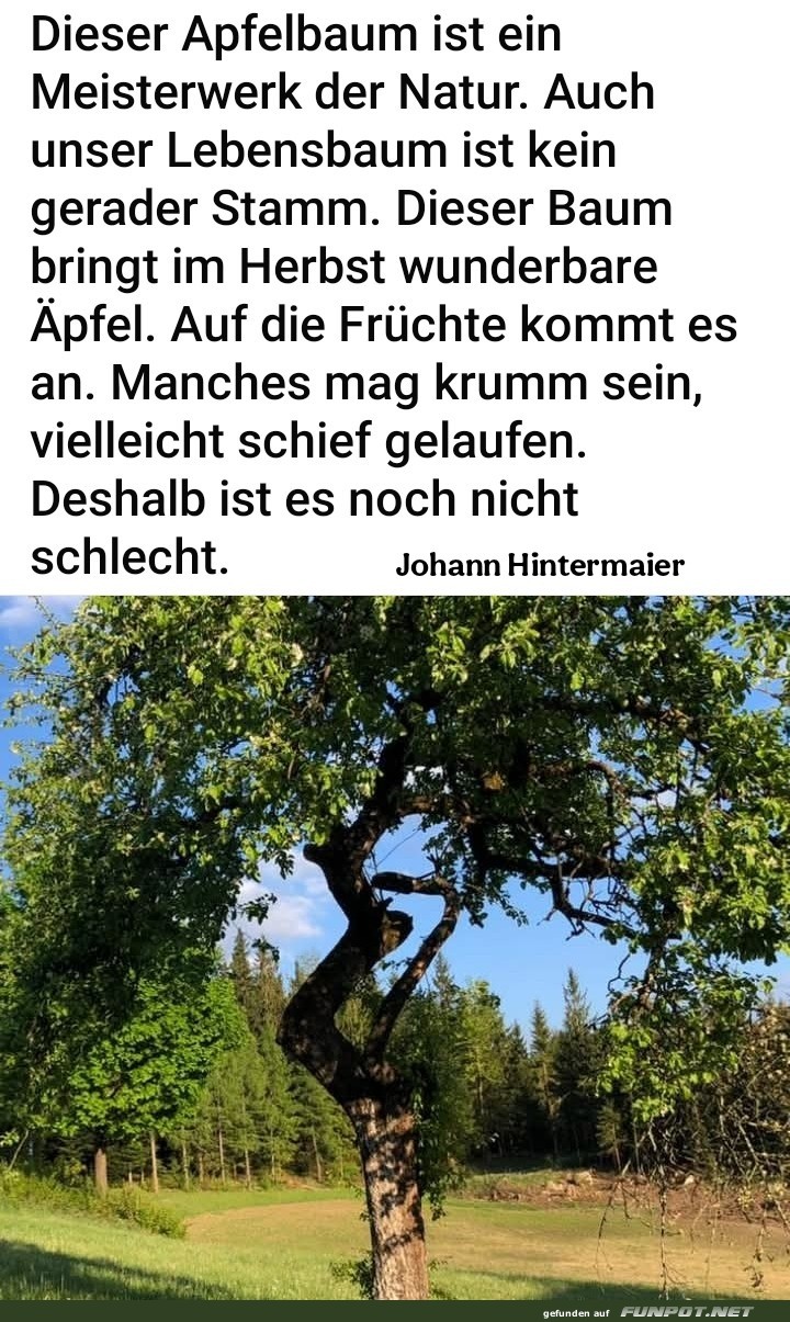 dieser apfelbaum dieser apfelbaum
