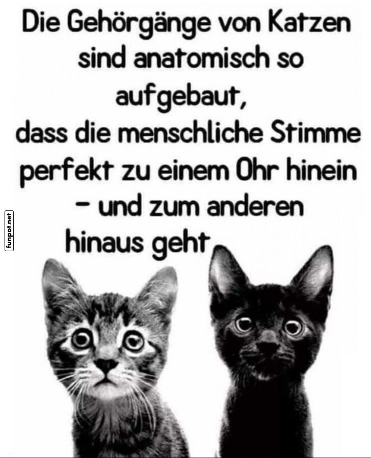 Katzen und das große Zuhör-Mysterium Katzen und das große Zuhör-Mysterium