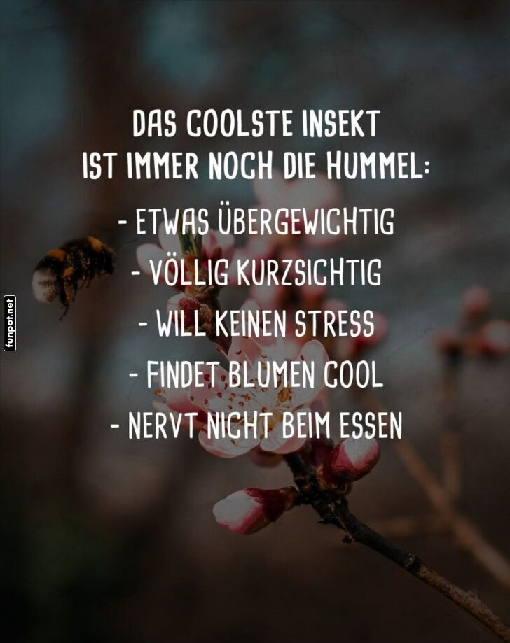 Hummelhumor: Das chilligste Insekt ever! Hummelhumor: Das chilligste Insekt ever!