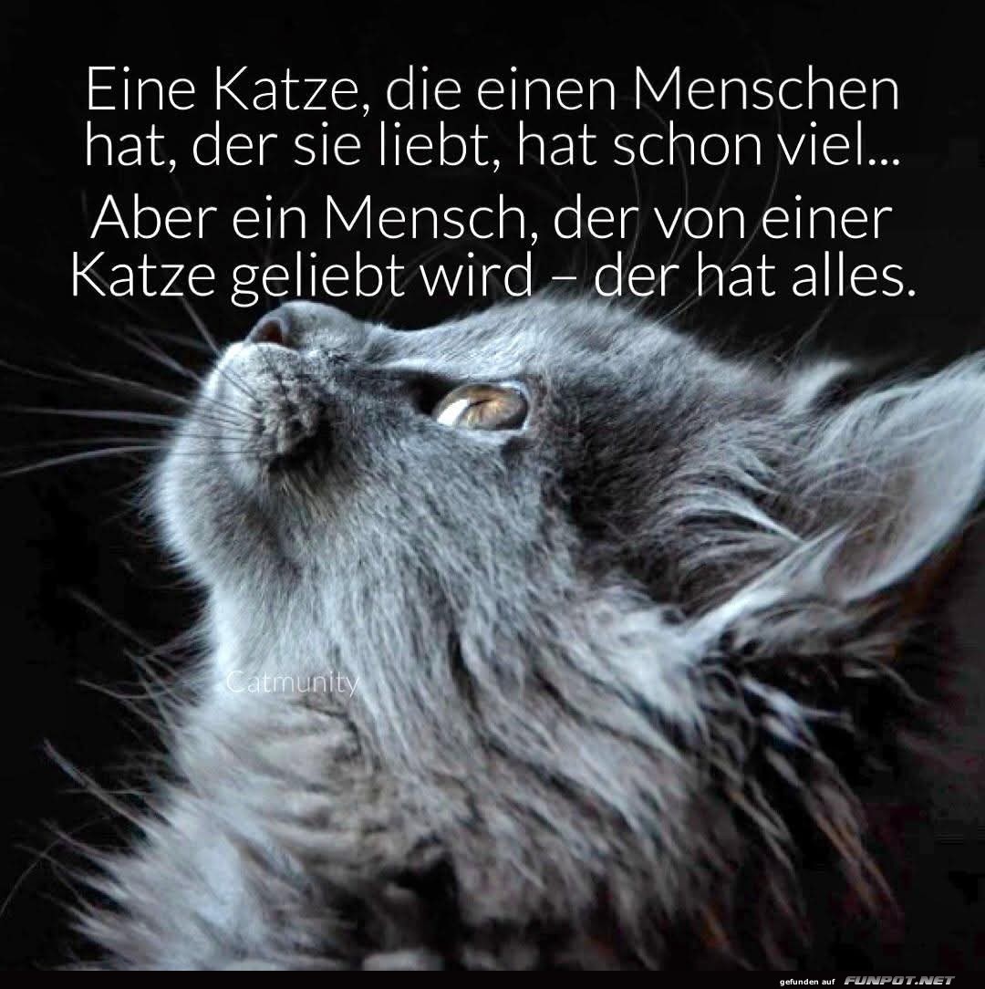 Wenn die Katze zum Boss wird Wenn die Katze zum Boss wird