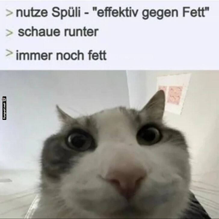 Wenn Spüli nicht das Kater-Fett bekämpft Wenn Spüli nicht das Kater-Fett bekämpft