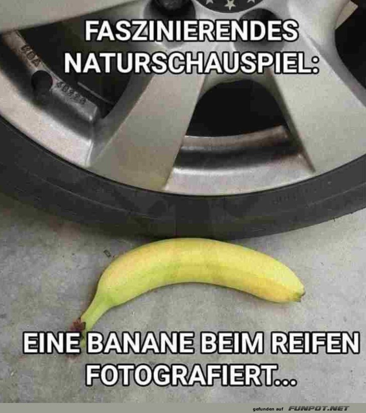 Wenn Bananen gefährlich leben Wenn Bananen gefährlich leben
