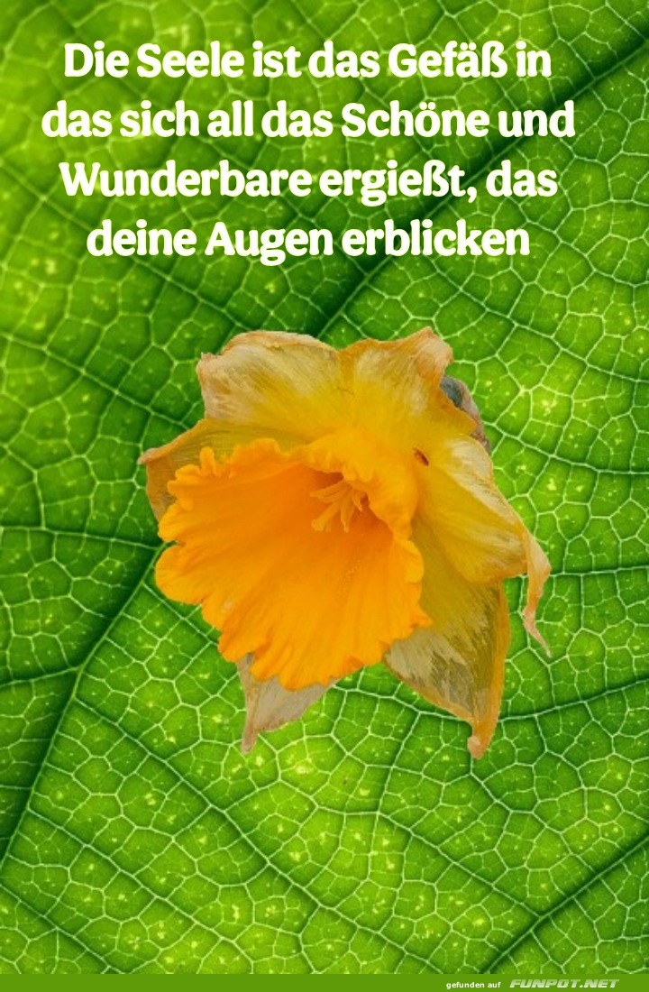 die seele ist das GEfäß die seele ist das GEfäß