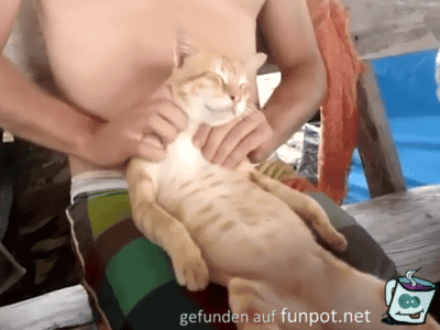 Katzen-Massage Katzen-Massage