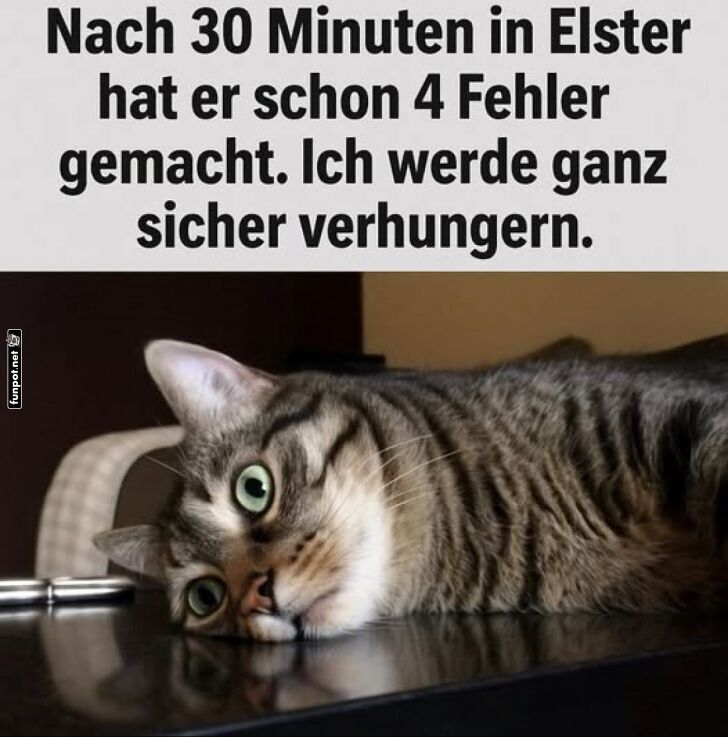 Katzensteuer-Chaos: Hungern garantiert! Katzensteuer-Chaos: Hungern garantiert!
