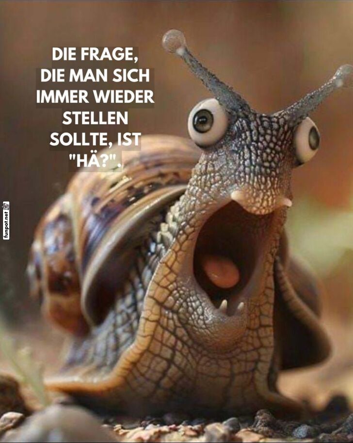 Das verdutzte Schnecken-Wow Das verdutzte Schnecken-Wow