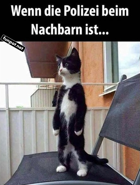 Alarmierte Katzendetektiv! Alarmierte Katzendetektiv!