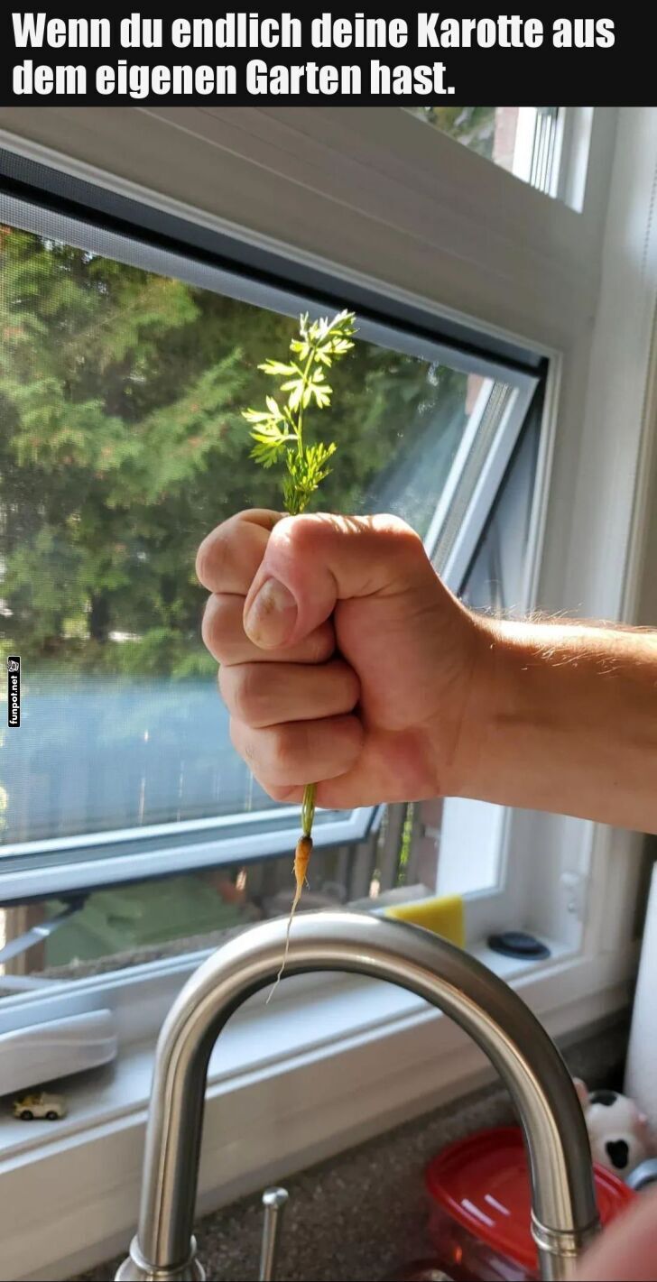 Klein, aber oho: Gartengemüse stolz präsentiert Klein, aber oho: Gartengemüse stolz präsentiert