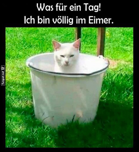 Kater-Krise: Aus dem Eimer blickend Kater-Krise: Aus dem Eimer blickend