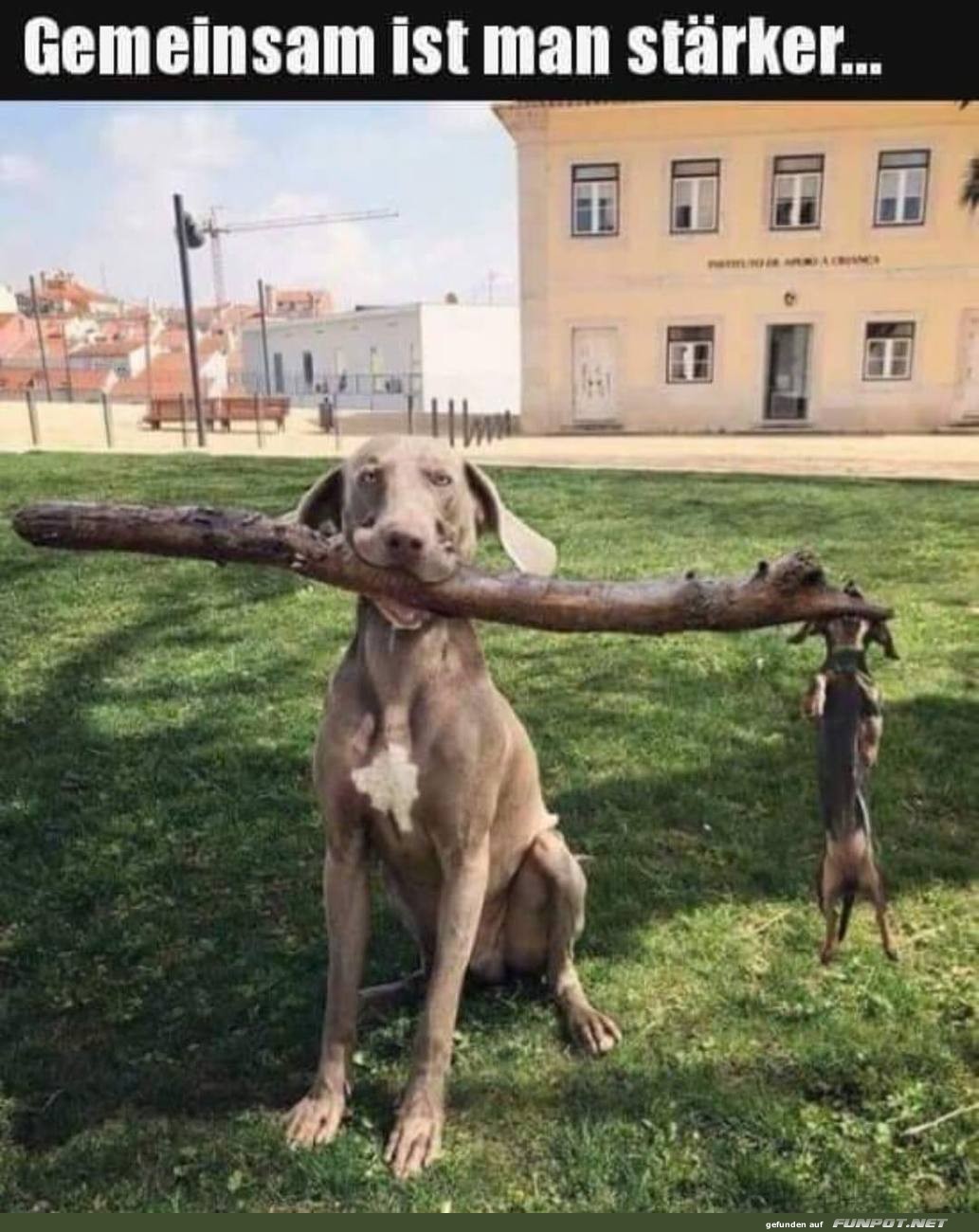 Teamwork der Vierbeiner! Teamwork der Vierbeiner!