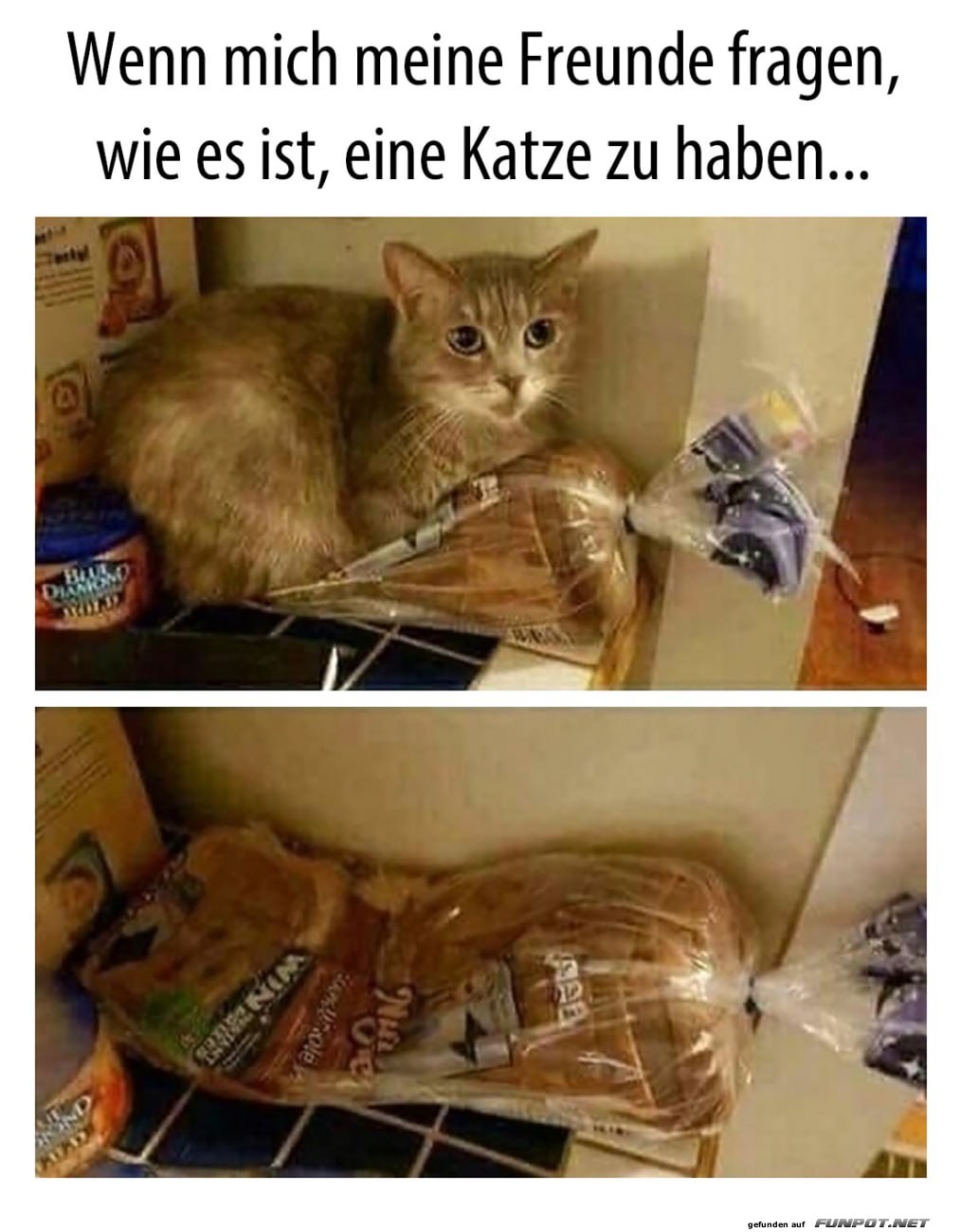 Katze oder Brot? Der tägliche Dosenöffner-Dilemma Katze oder Brot? Der tägliche Dosenöffner-Dilemma