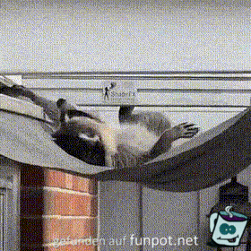 Lustiger Waschbär Lustiger Waschbär