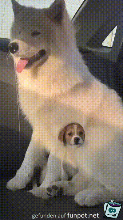 Liebe Hunde Liebe Hunde