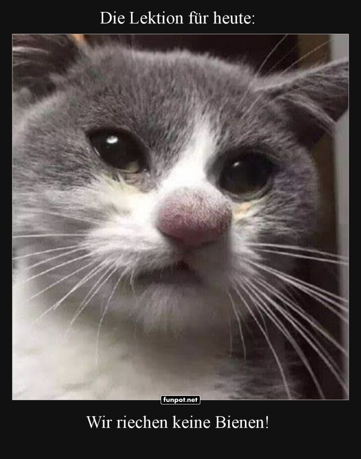 Wenn Katzen Bienen unterschätzen Wenn Katzen Bienen unterschätzen
