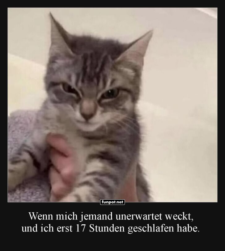 Mürrische Morgenkatze - unhöflich geweckt! Mürrische Morgenkatze - unhöflich geweckt!