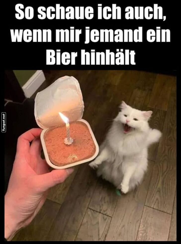 Katze im Freudentaumel fr Dosenparty