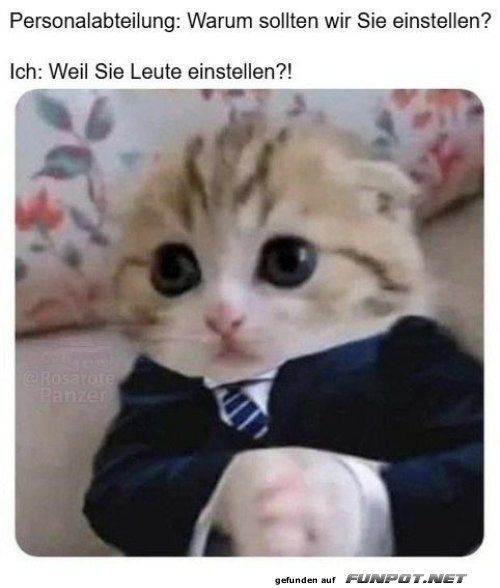 Der Geschäfts-Kater mit Einstellung! Der Geschäfts-Kater mit Einstellung!