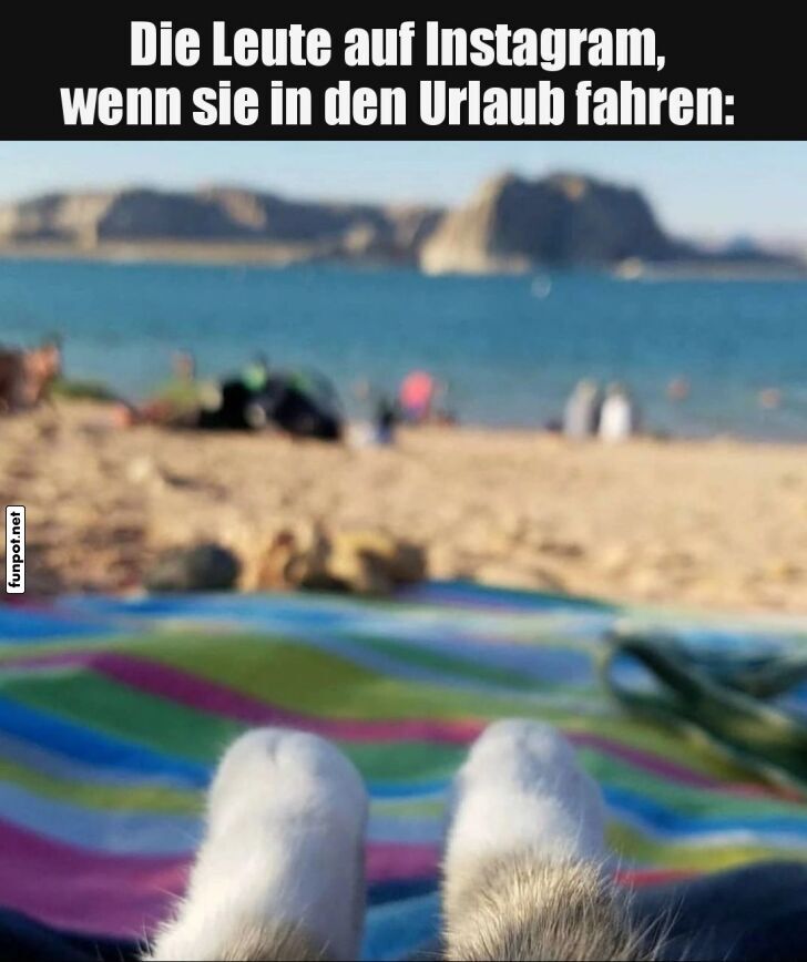 Urlaubs-Influencer in Katzenperspektive Urlaubs-Influencer in Katzenperspektive