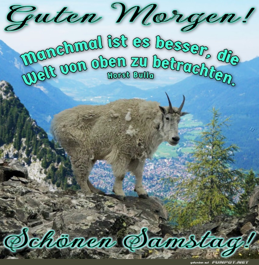 Bergziege im Höhenrausch: Gute Aussicht garantiert! Bergziege im Höhenrausch: Gute Aussicht garantiert!
