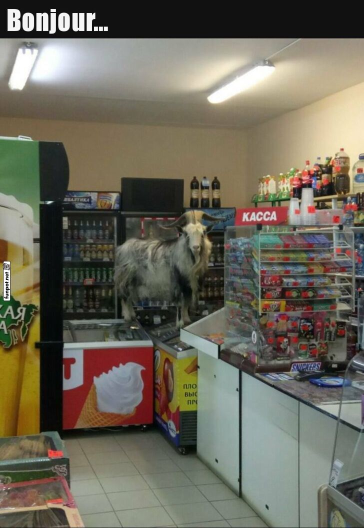 Wenn die Ziege einkaufen geht...