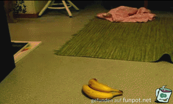 Katze erschrickt vor Bananen Katze erschrickt vor Bananen