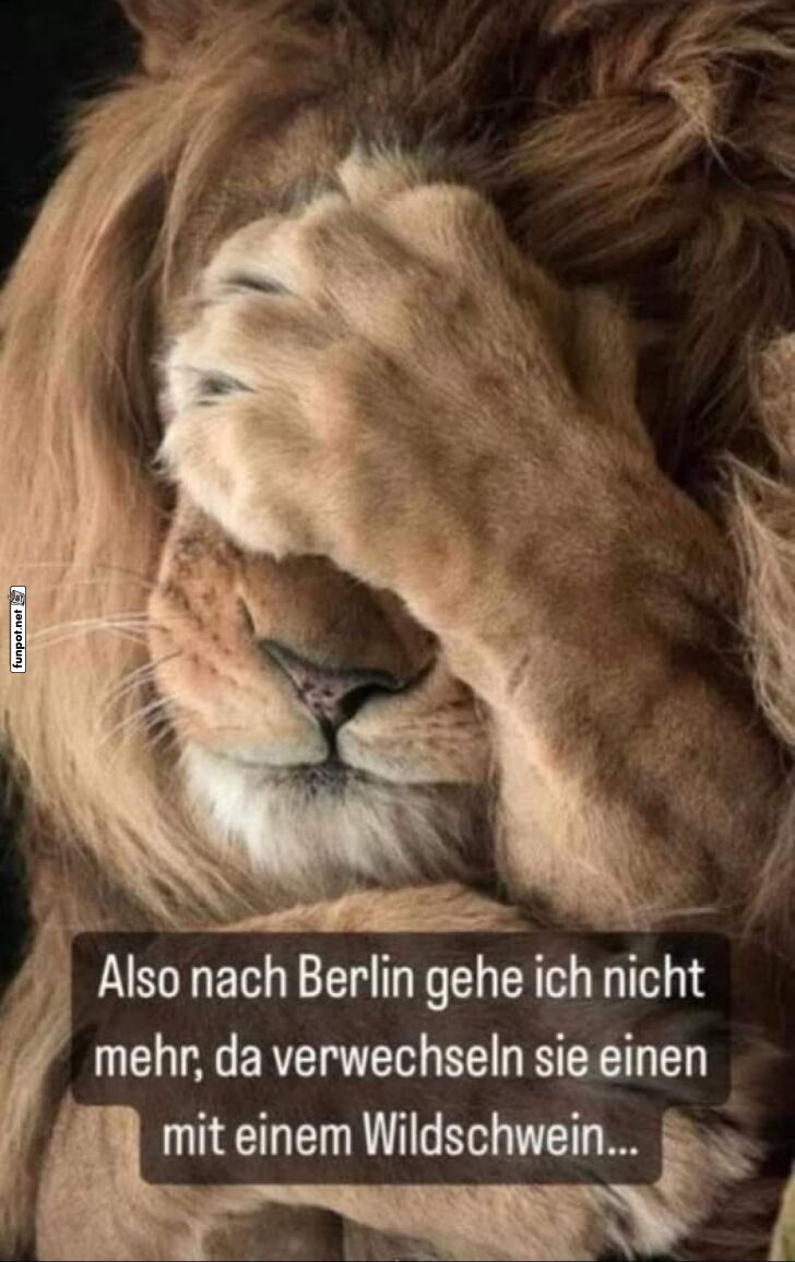 König der Tiere mit Berlin-Problem König der Tiere mit Berlin-Problem