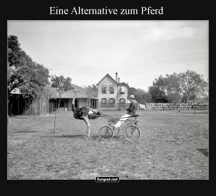 Modernes Reiten: Strauß statt Pferd! Modernes Reiten: Strauß statt Pferd!