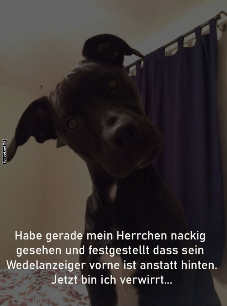 Verwirrter Hundemoment Verwirrter Hundemoment
