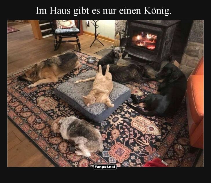 Der König auf dem Kissen Der König auf dem Kissen