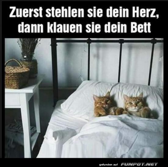 Plschige Bettbeschlagnahme!